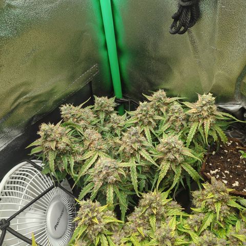 Milky Way growlog timeline photo