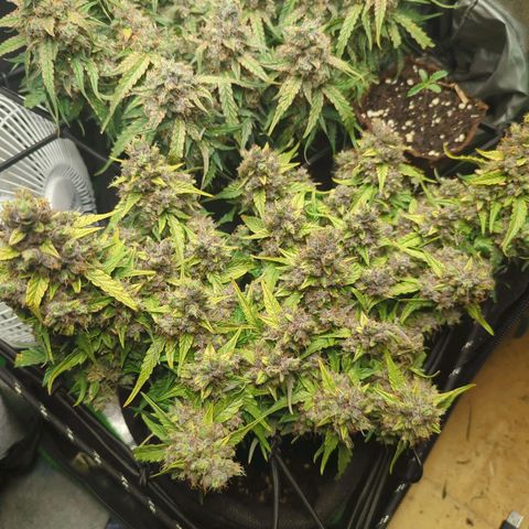 Green Gelato Automatic growlog timeline photo