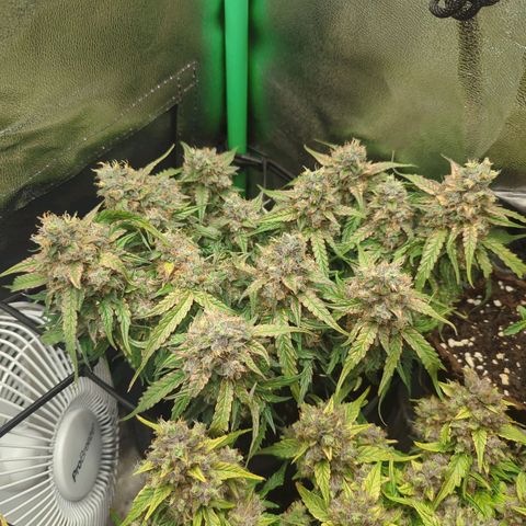 Milky Way growlog timeline photo