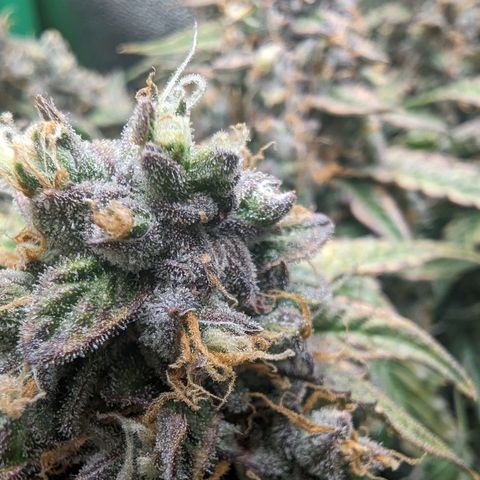 Milky Way growlog timeline photo