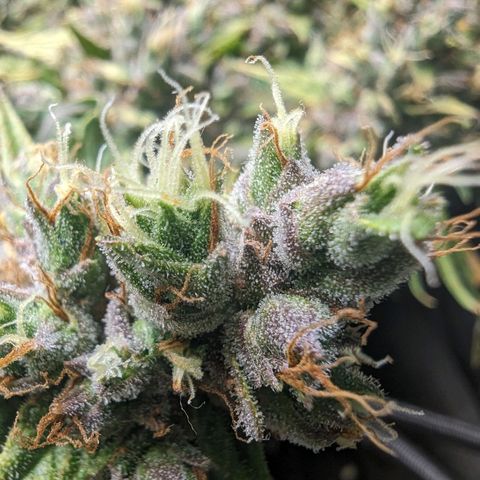 Green Gelato Automatic growlog timeline photo