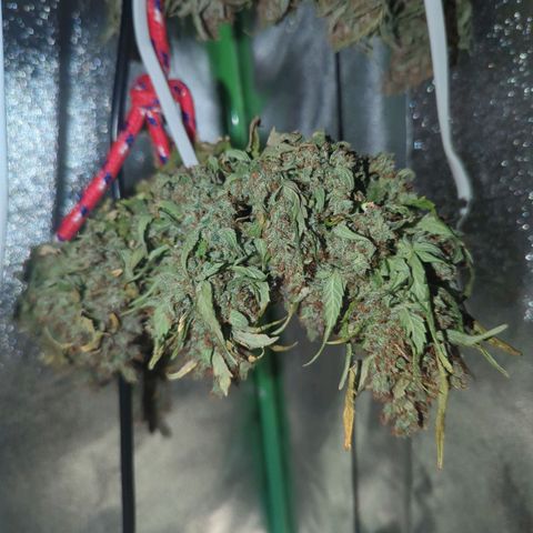 Green Gelato Automatic growlog timeline photo