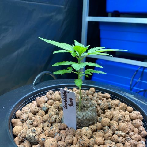 Granddaddy purple growlog photo: Nutrients day! Set up cam in corner for door