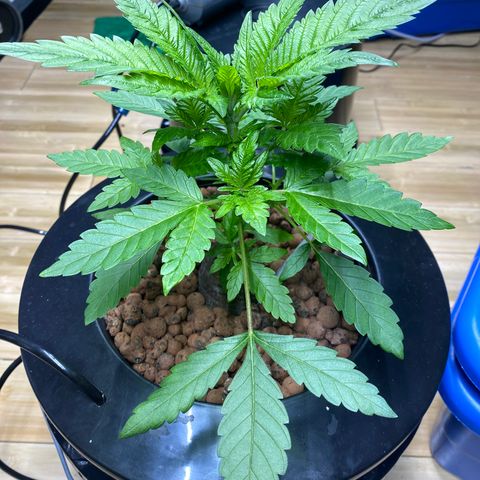 Granddaddy purple growlog photo: Cleaning room, checking in