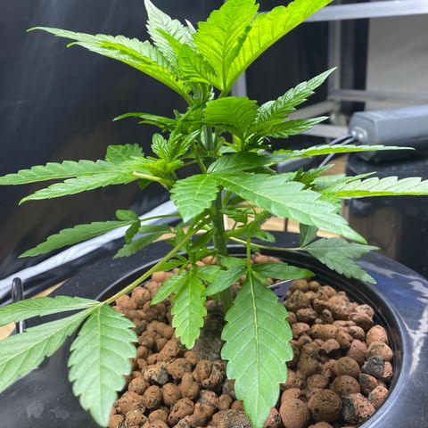 Granddaddy purple growlog photo: Cleaning room, checking in