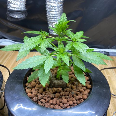 Granddaddy purple growlog photo: After trim 
