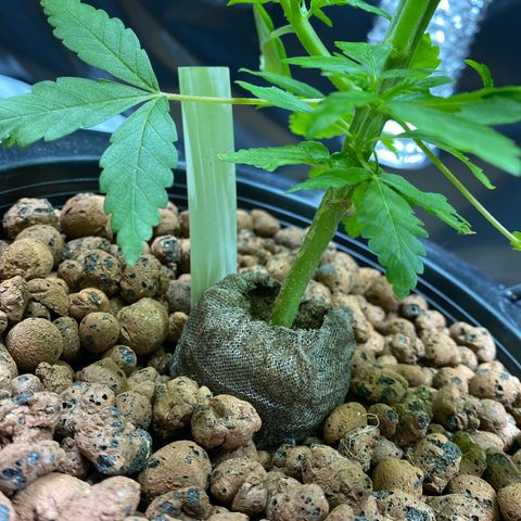 Granddaddy purple growlog photo: After trim 