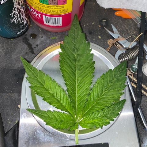 Granddaddy purple growlog photo: 🍁