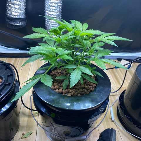 Granddaddy purple growlog photo: Bushy babe