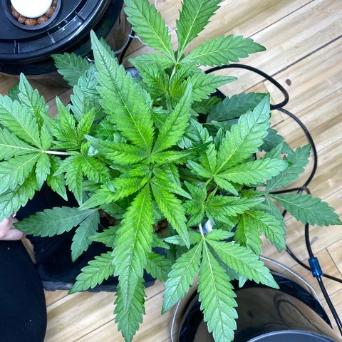Granddaddy purple growlog photo: Bushy babe