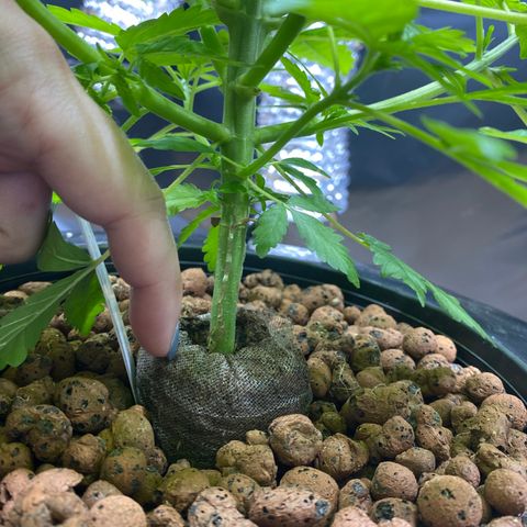 Granddaddy purple growlog photo: Bushy babe