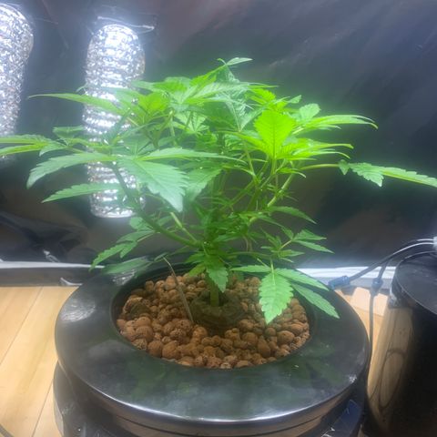 Granddaddy purple growlog photo: Checkin in, water change