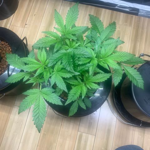 Granddaddy purple growlog photo: Checkin in, water change