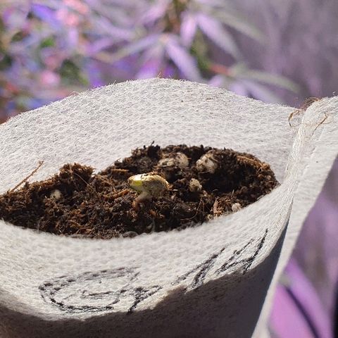 G14 - 1 growlog timeline photo