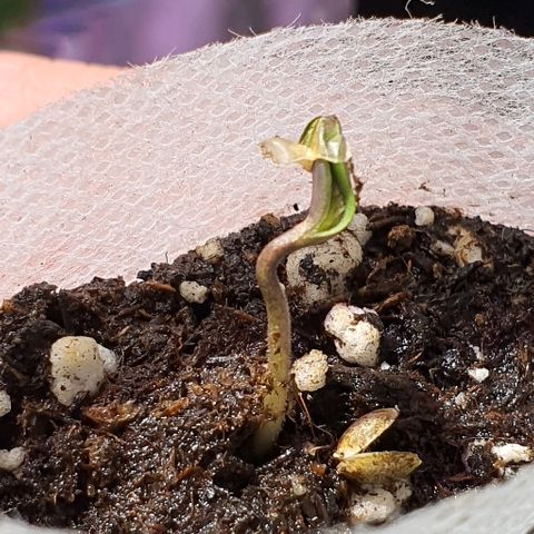 G14 - 1 growlog timeline photo