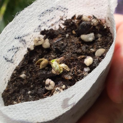 G14 - 1 growlog timeline photo