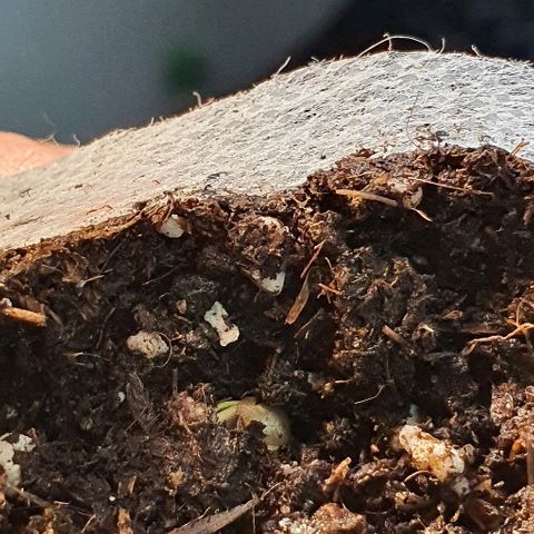 Blackberry growlog timeline photo