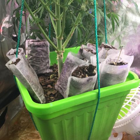 G14 - 1 growlog timeline photo