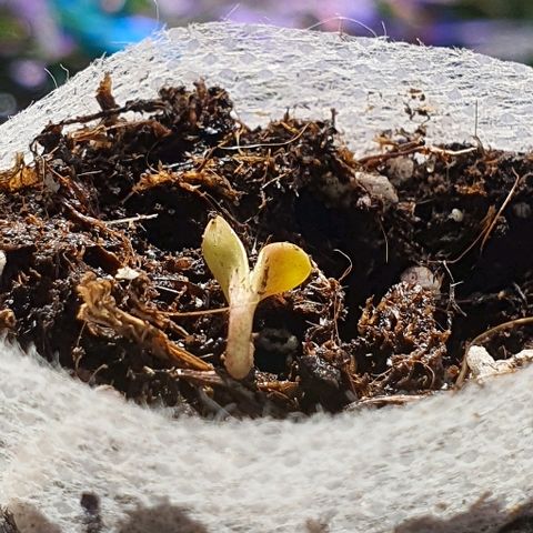 Blackberry growlog timeline photo