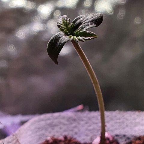 G14 - 1 growlog timeline photo