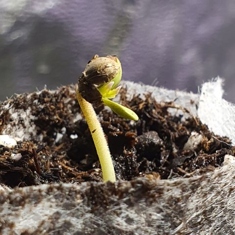 LSD-25 growlog timeline photo