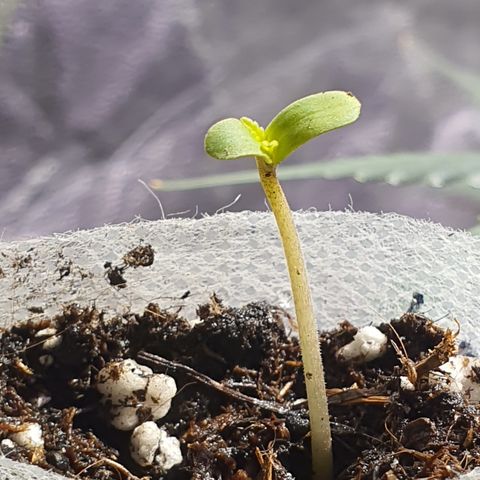 Blackberry growlog timeline photo