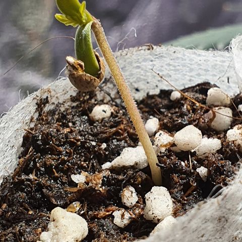 CBD Auto 20:1 growlog timeline photo