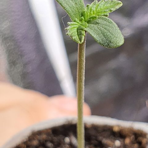 G14 - 1 growlog timeline photo