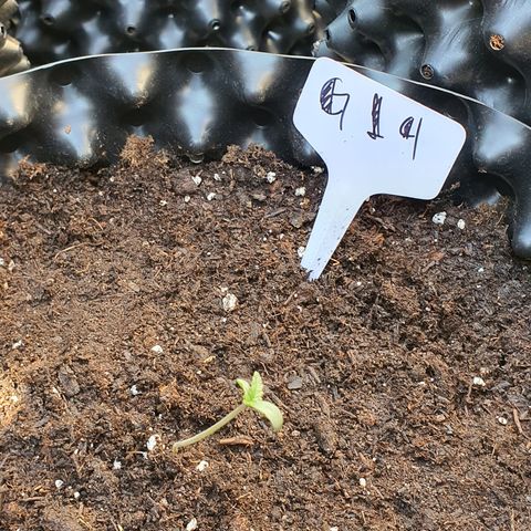 G14 - 1 growlog timeline photo