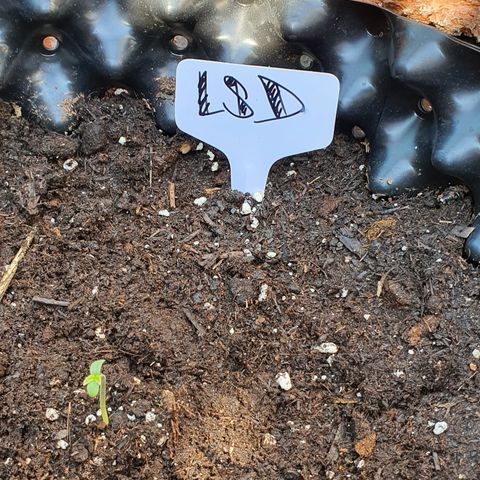 LSD-25 growlog timeline photo
