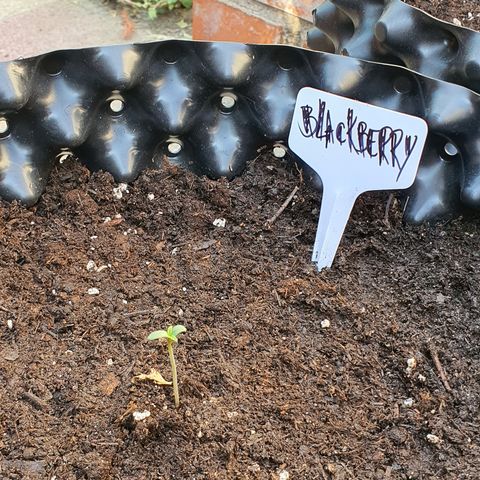 Blackberry growlog timeline photo