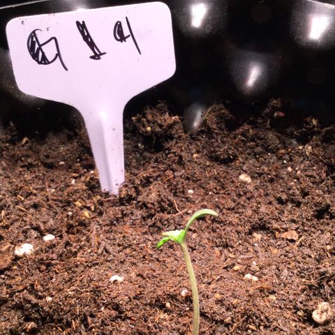 G14 - 1 growlog timeline photo