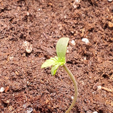 G14 - 1 growlog timeline photo