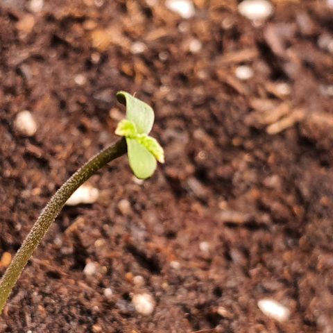 LSD-25 growlog timeline photo