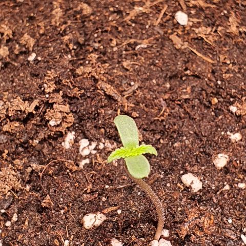 CBD Auto 20:1 growlog timeline photo