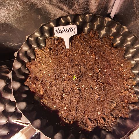 Blackberry growlog timeline photo