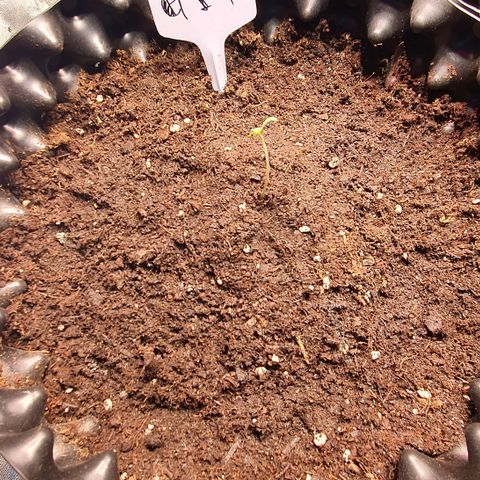 G14 - 1 growlog timeline photo