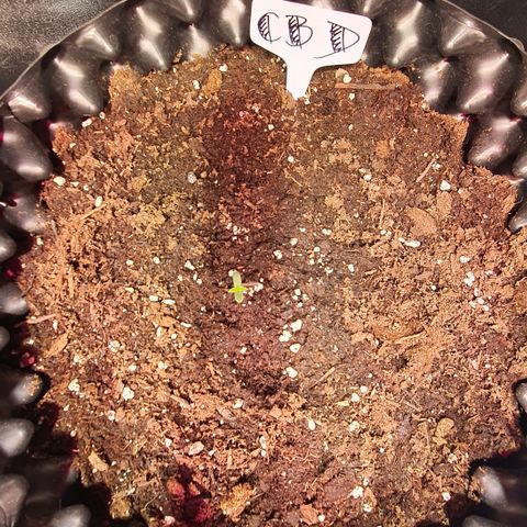 CBD Auto 20:1 growlog timeline photo