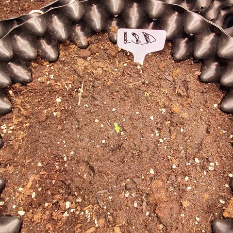 LSD-25 growlog timeline photo