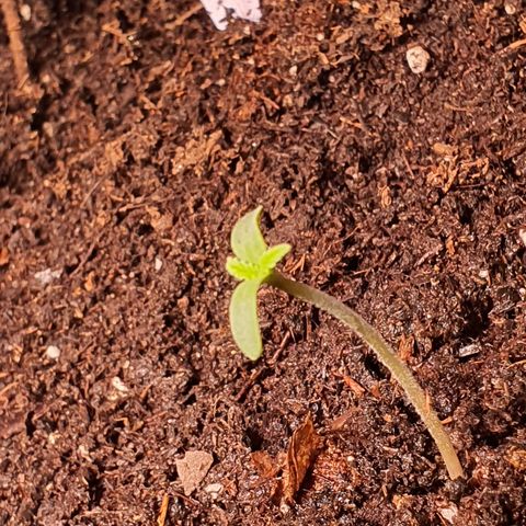 Blackberry growlog timeline photo