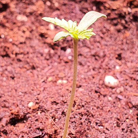 G14 - 1 growlog timeline photo