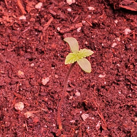 LSD-25 growlog timeline photo