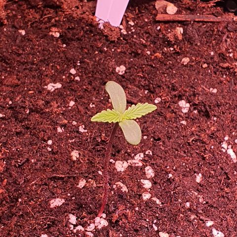 CBD Auto 20:1 growlog timeline photo