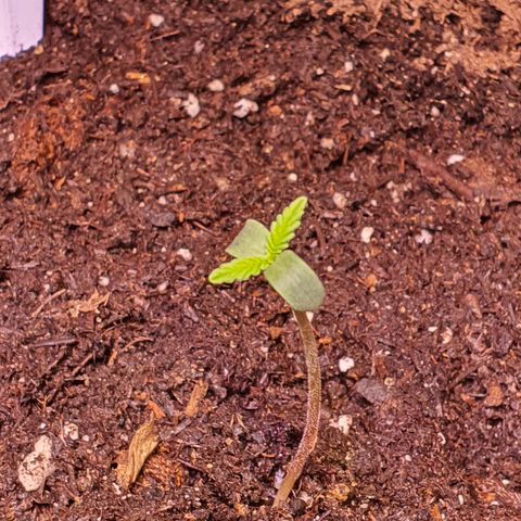 Blackberry growlog timeline photo