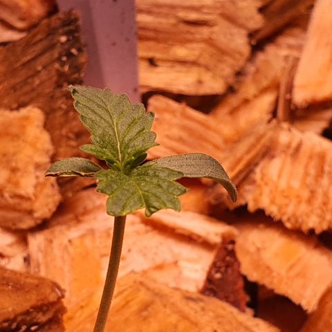 G14 - 1 growlog timeline photo