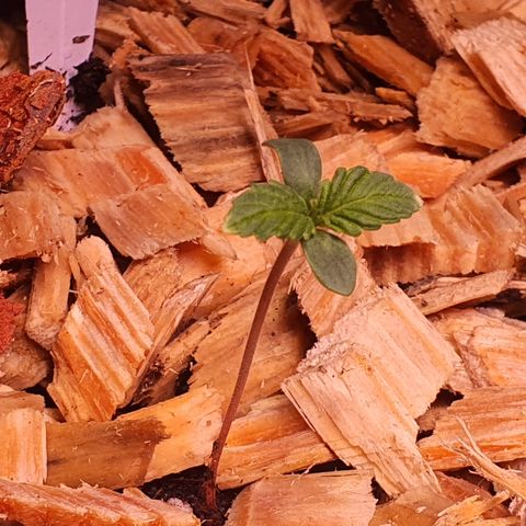 LSD-25 growlog timeline photo