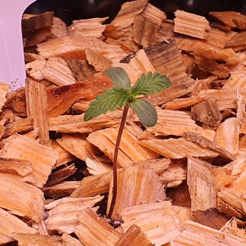 CBD Auto 20:1 growlog timeline photo