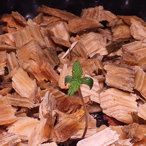 Blackberry growlog timeline photo