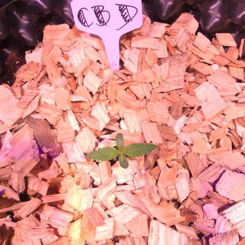 CBD Auto 20:1 growlog timeline photo