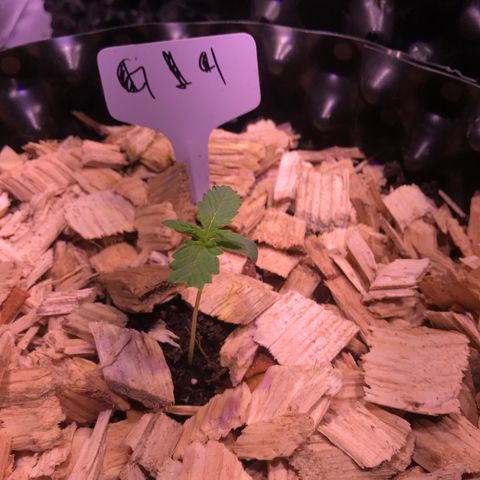 G14 - 1 growlog timeline photo
